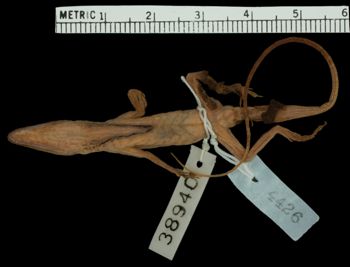 Media type: image; Herpetology R-38940